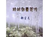 《种树郭橐驼传》课件11