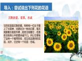 部編版2024高中語文必修上冊第一單元第三課《百合花》課件