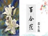 部編版2024高中語文必修上冊第一單元第三課《百合花》課件