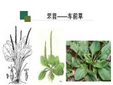 6《芣苢》《插秧歌》课件  统编版高中语文必修上册ppt
