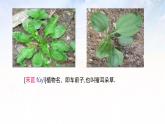6.1《芣苢》课件   2024-2025学年统编版高一语文必修上册
