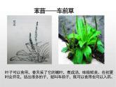 6.1《芣苢》课件----- 2024-2025学年统编版高一语文必修上册