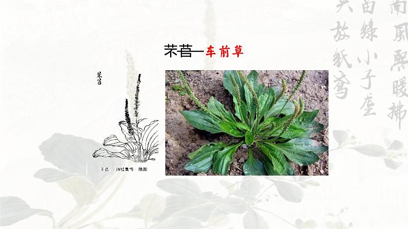 回响在历史中的劳动之歌——部级精品课《芣苢》《插秧歌》联读PPT第7页