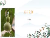 6.2《五石之瓠》课件---2024-2025学年统编版高二语文选择性必修上册