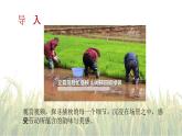 6.2插秧歌-2024-2025学年高一语文优质教学课件（统编版必修上册）