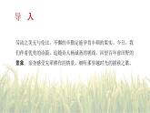 6.2插秧歌-2024-2025学年高一语文优质教学课件（统编版必修上册）