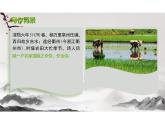 6-2《插秧歌》（教学课件）- 高中语文人教统编版必修上册