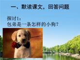 《小狗包弟》公开课课件