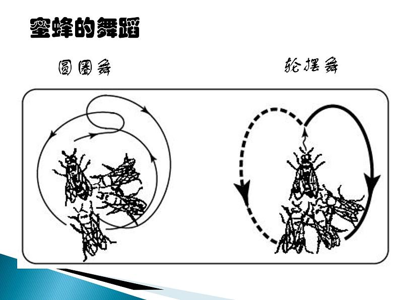 人教版 (新课标)高中语文 必修三《动物游戏之谜》名师课件第1页