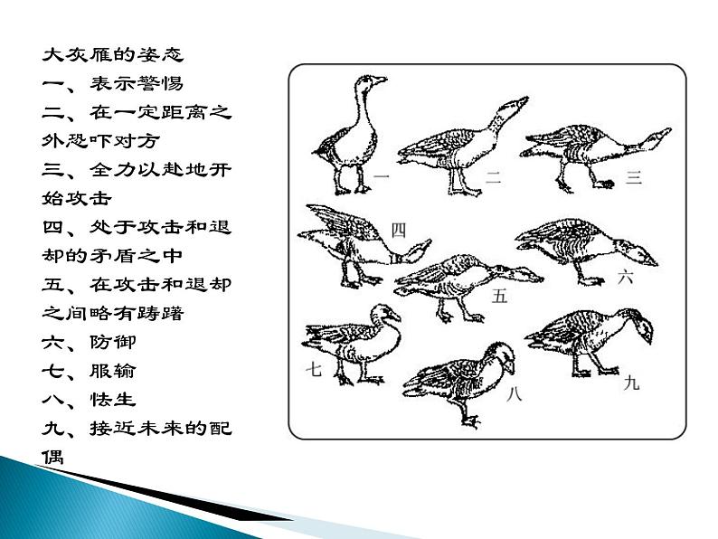 人教版 (新课标)高中语文 必修三《动物游戏之谜》名师课件第2页