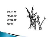 人教版 (新课标)高中语文 必修三《动物游戏之谜》名师课件