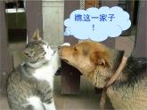人教版 (新课标)高中语文 必修三《动物游戏之谜》精品课件