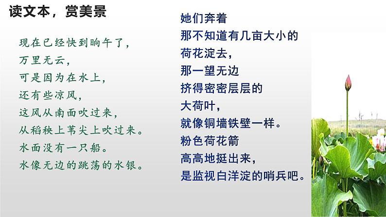 人教统编版高中语文 选择性必修中册第二单元 8《荷花淀》课件第5页