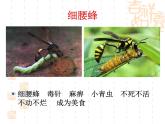 语文版 高中语文必修五 3-9*《春末闲谈》课件