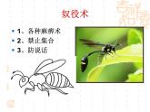 语文版 高中语文必修五 3-9*《春末闲谈》课件
