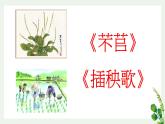 第二單元第6課《芣苢》《插秧歌》課件 部編版高中語文必修上冊