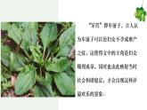 第二單元第6課《芣苢》《插秧歌》課件 部編版高中語文必修上冊