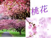 高中语文通用《花意象解读——如随啼鸟识花情》教学课件23张