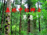 高中语文人教选修《中国现代诗歌散文欣赏》课件：散文部分 第四单元 如真似幻的梦境--森林中的绅士（共26张PPT）
