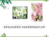 第一單元 3.1《百合花》（課件+朗誦音頻）