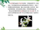 第一單元 3.1《百合花》（課件+朗誦音頻）