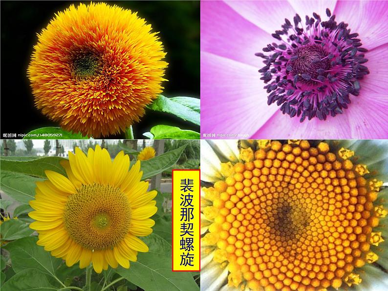 人教A版高中数学选择性必修第二册4-1数列的概念课件第2页