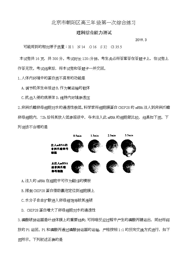 2019届北京市朝阳区高三第一次（3月）综合练习（一模）理科综合试题 (1)01