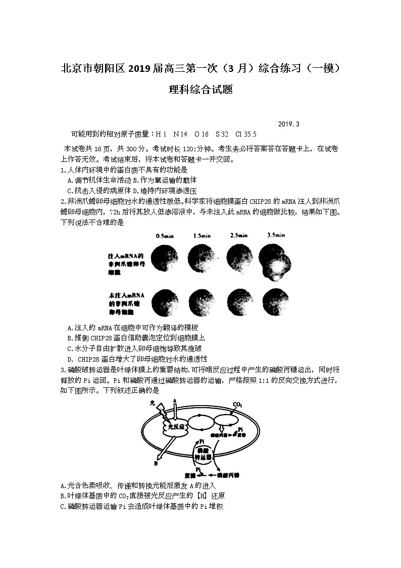 2019届北京市朝阳区高三第一次（3月）综合练习（一模）理科综合试题01