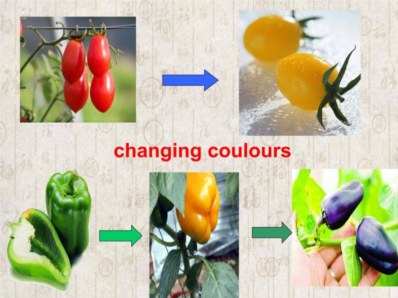 牛津上海版高中一年级第一学期Unit 6 Fun food The Changing colours of our crops课件08