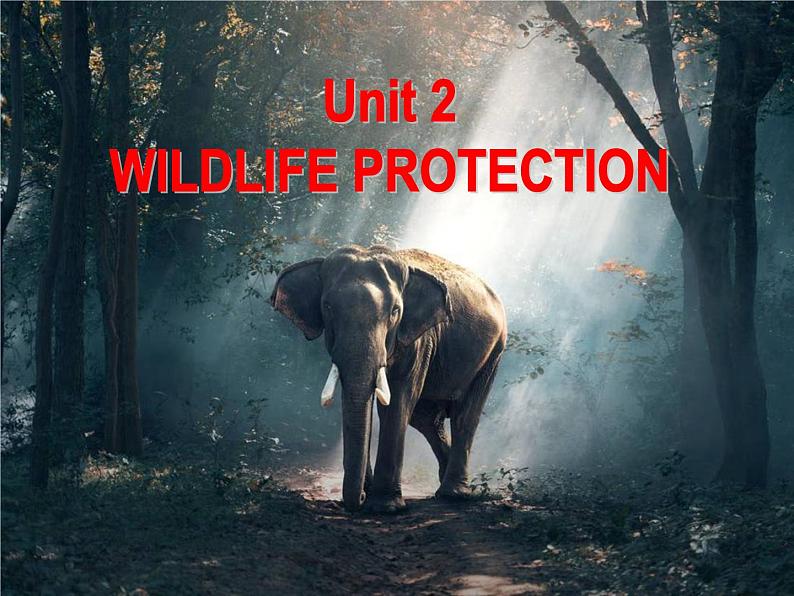 2020-2021学年高中英语新人教版必修第二册 Unit2 Wildlife Protection Discovering Useful Structures课件（41张）02