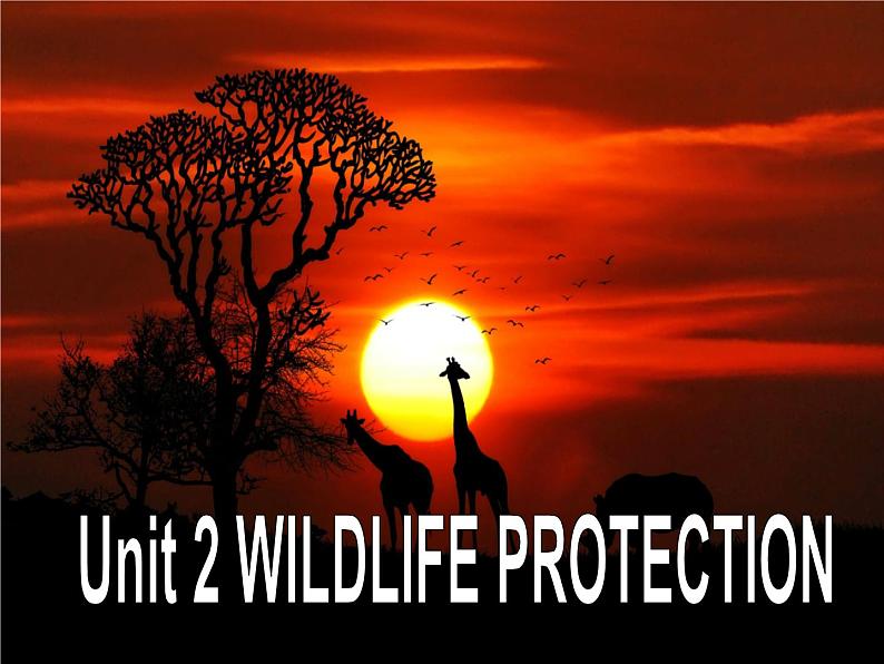 2020-2021学年高中英语新人教版必修第二册 Unit2 Wildlife Protection Listening and Talking课件（24张）第2页