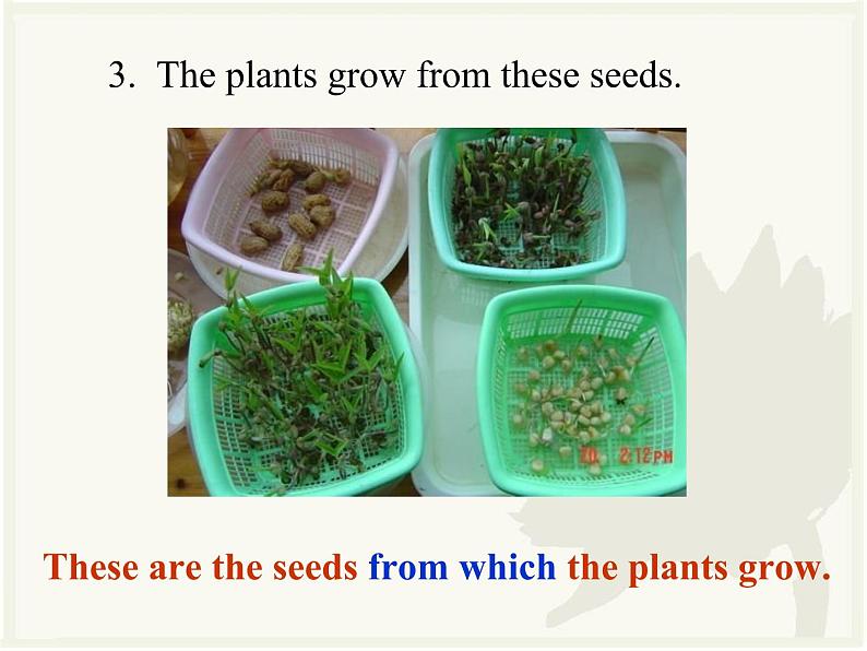 2020-2021学年牛津上海版高中一年级第二学期Unit 3 Plants Grammar课件08