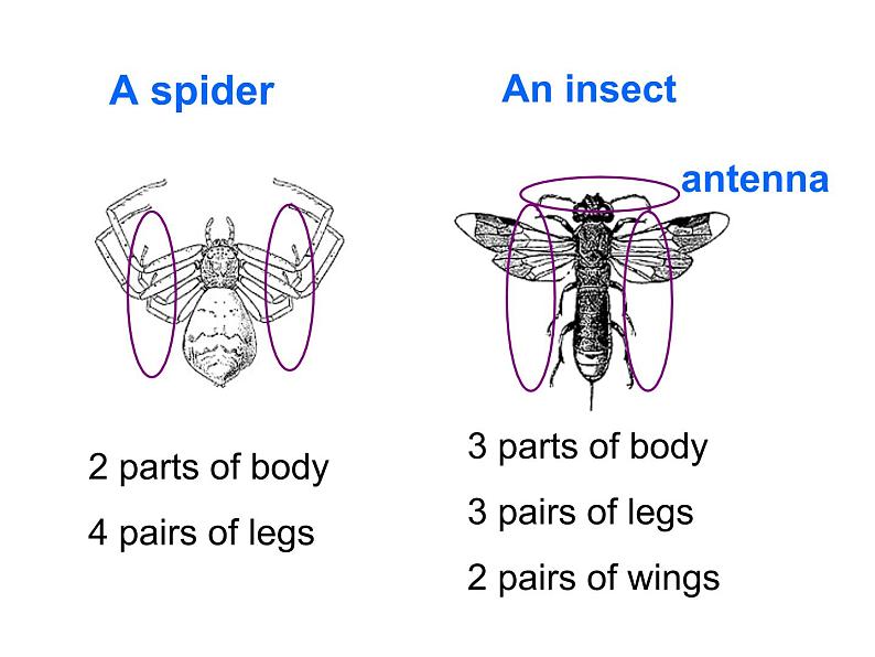 2020-2021学年牛津上海版高中一年级第二学期Unit 4 Creatures large and small reading课件07