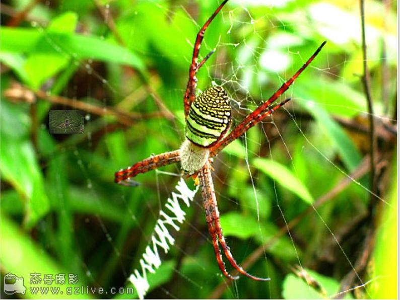 2020-2021学年牛津上海版高中一年级第二学期Unit 4 Creatures large and small reading课件  (1)08