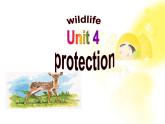 高一英语人教版必修2精选课件《Unit 4 Wildlife protection》Warming up课件
