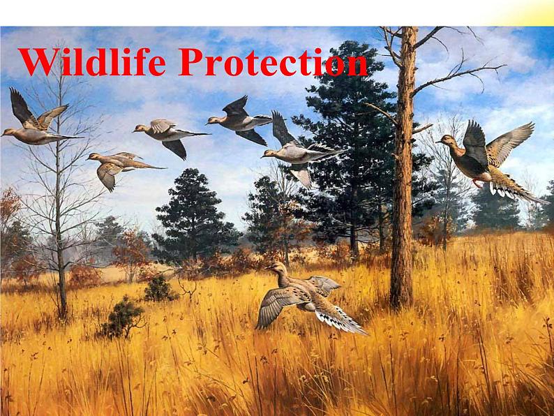 人教版高中英语必修二 Unit 4《WIldlife protection》-Reading[课件]01