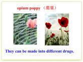 Module 2 No Drugs  Reading and vocabulary PPT课件