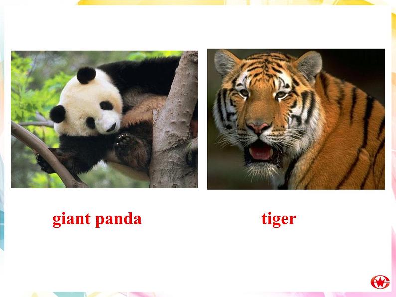 Module 6 Animals in Danger Introduction & Reading PPT课件第6页
