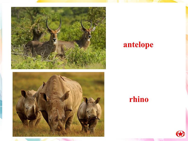 Module 6 Animals in Danger Introduction & Reading PPT课件第7页