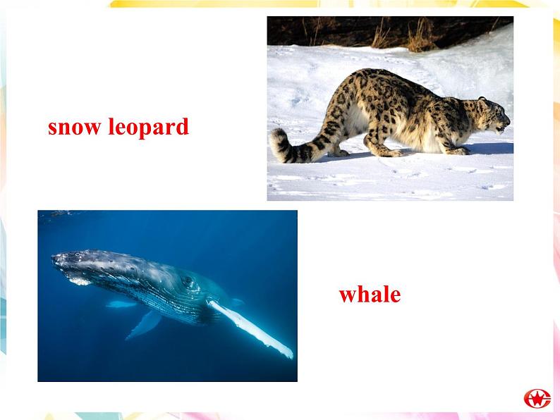 Module 6 Animals in Danger Introduction & Reading PPT课件第8页