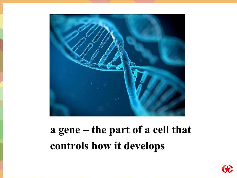 Module 5 Cloning  Listening and VocabularyPPT课件06