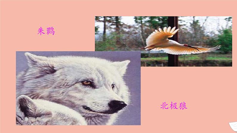 2021_2022学年新教材高中英语Unit2WildlifeProtectionPeriod2ReadingandThinking课件新人教版必修第二册第4页