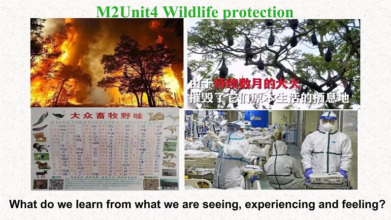 必修第二册Unit 4 History and traditions reading help wildlife 课件第4页