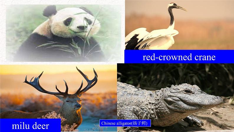 必修第二册Unit 4 History and traditions reading help wildlife 课件第7页