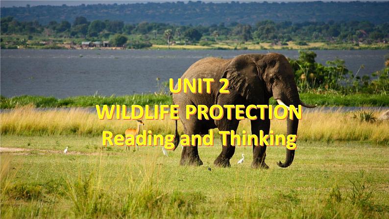 Unit 2 Wildlife protection Reading and Thinking课件02