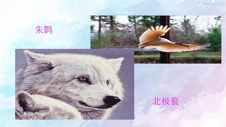 Unit 2 Wildlife protection Reading&Thinking 课件04