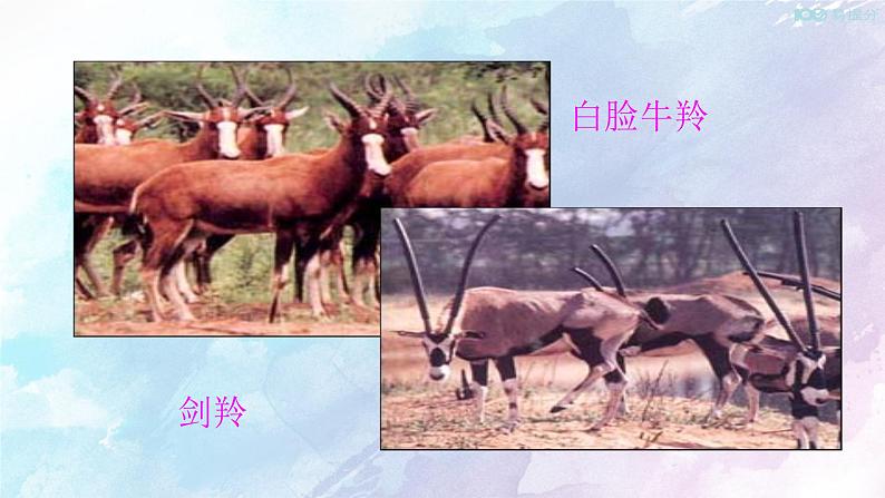 Unit 2 Wildlife protection Reading&Thinking 课件06