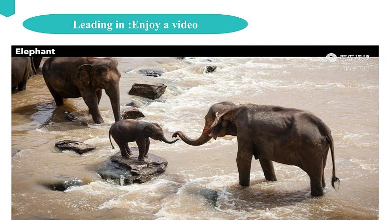 Unit 2 Wildlife protection  2.4 Video Time 课件05