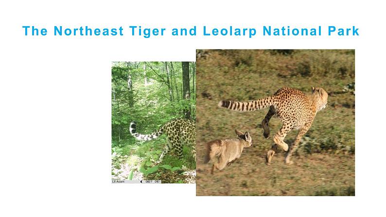 人教版选择性必修第一册 Unit 3 Fascinating Parks Learning about language 课件第5页