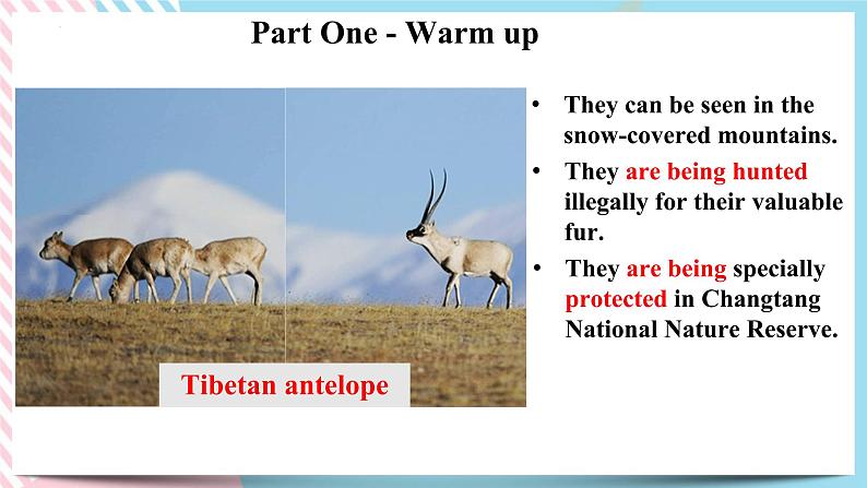 Unit 2 Wildlife Protection Discovering useful structure 课件04